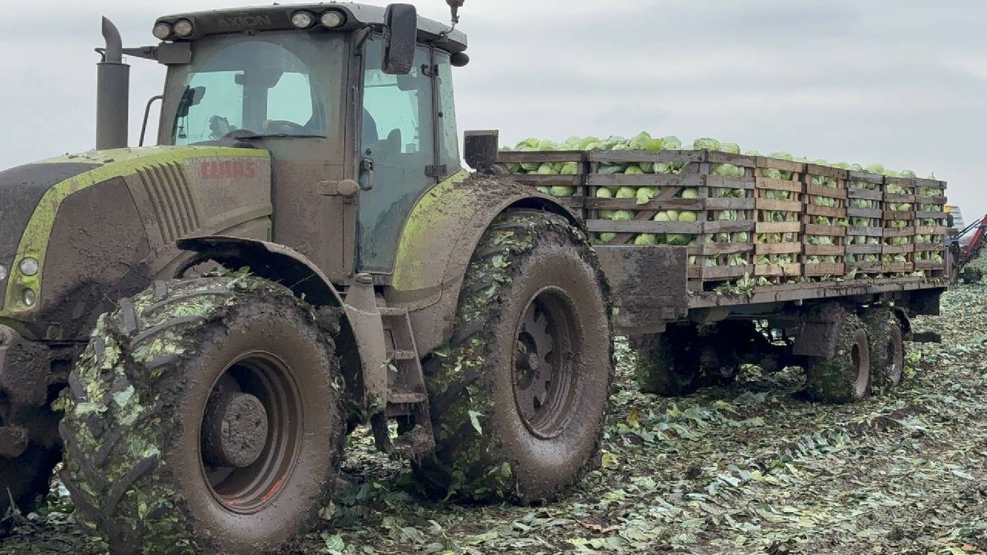 луховицы, сбор урожая, сельское хозяйство,