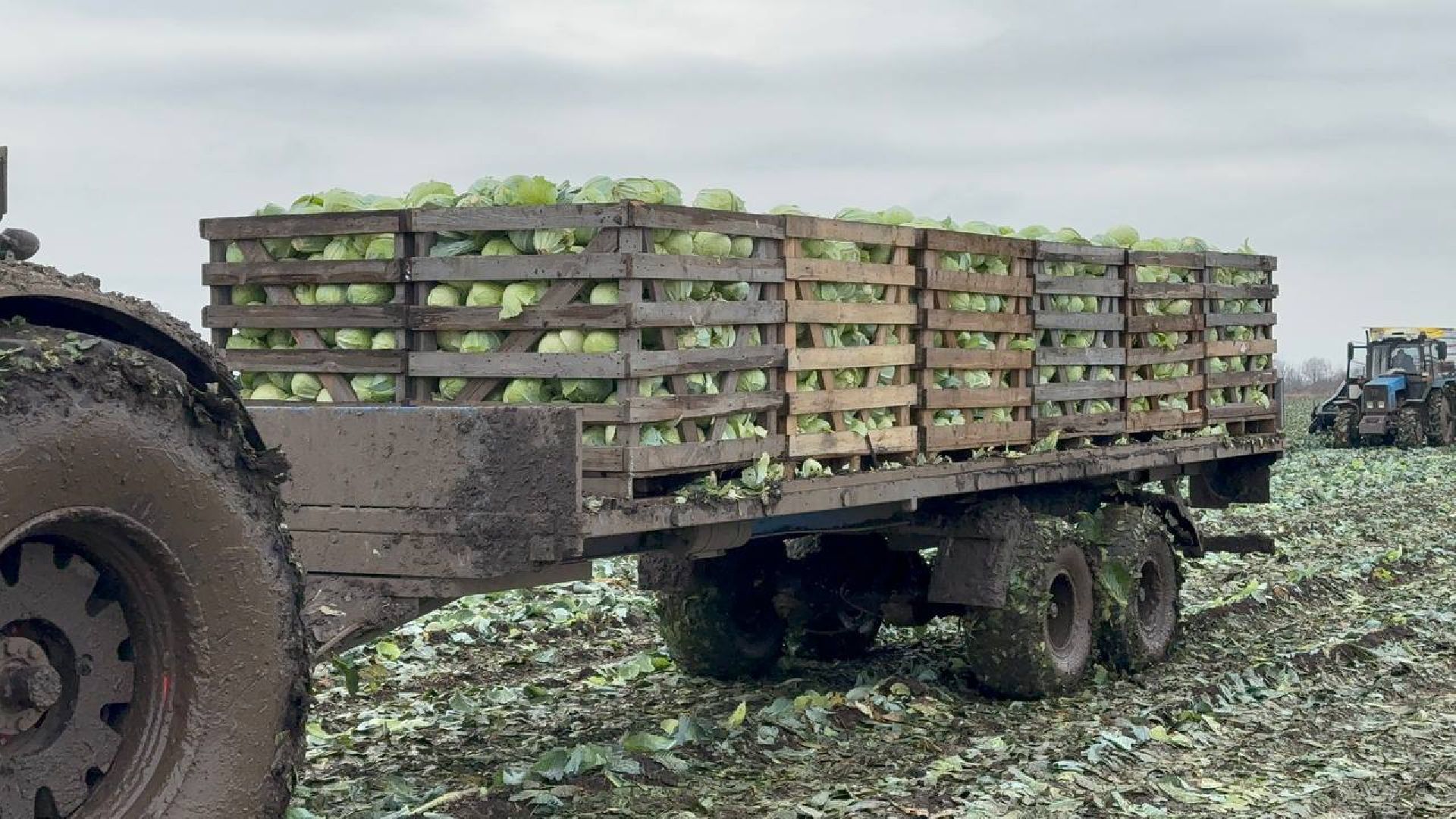 луховицы, сбор урожая, сельское хозяйство,