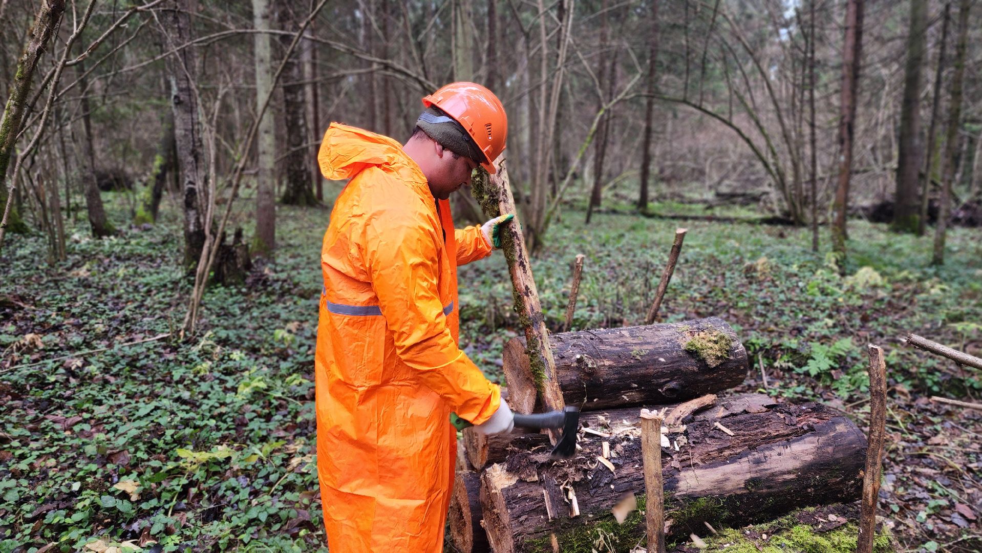 клин, солнечногорск, сенежское лесничество, санитарная вырубка леса,