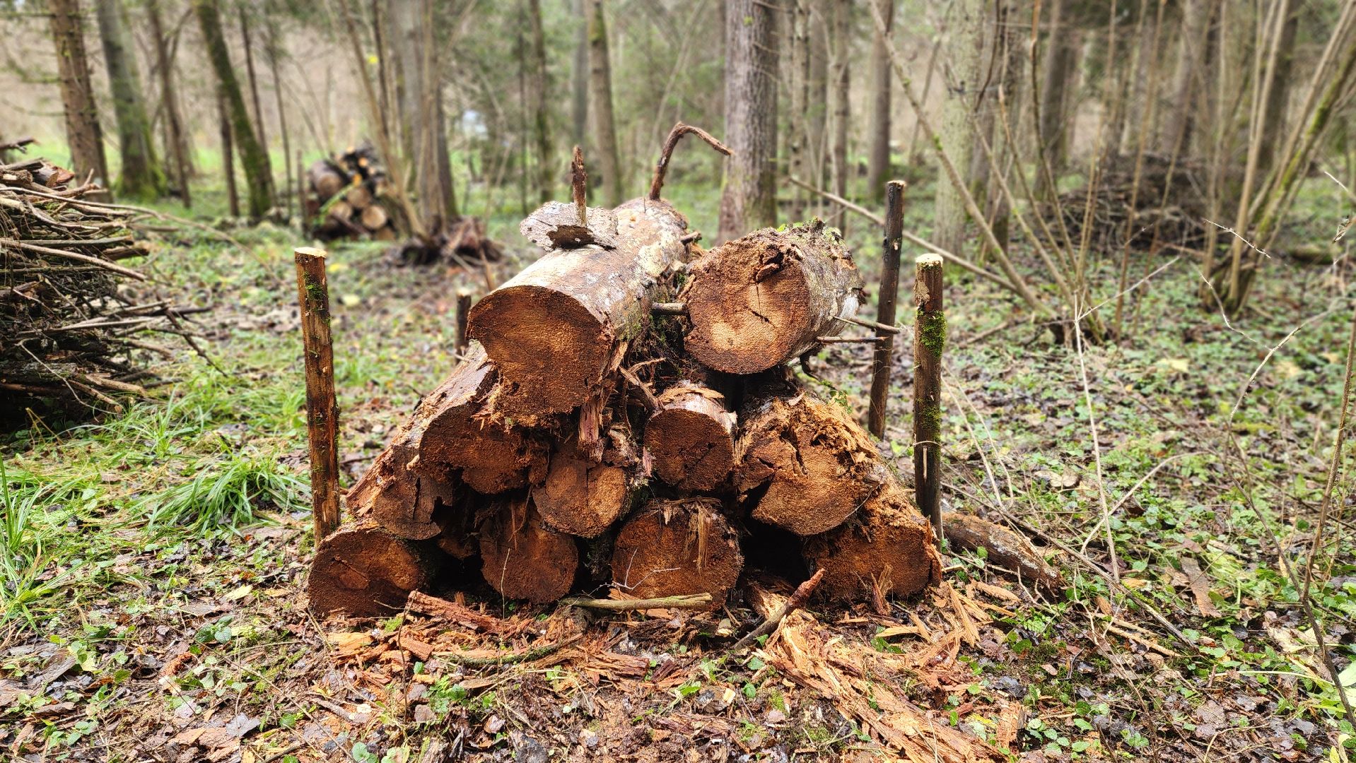 клин, солнечногорск, сенежское лесничество, санитарная вырубка леса,