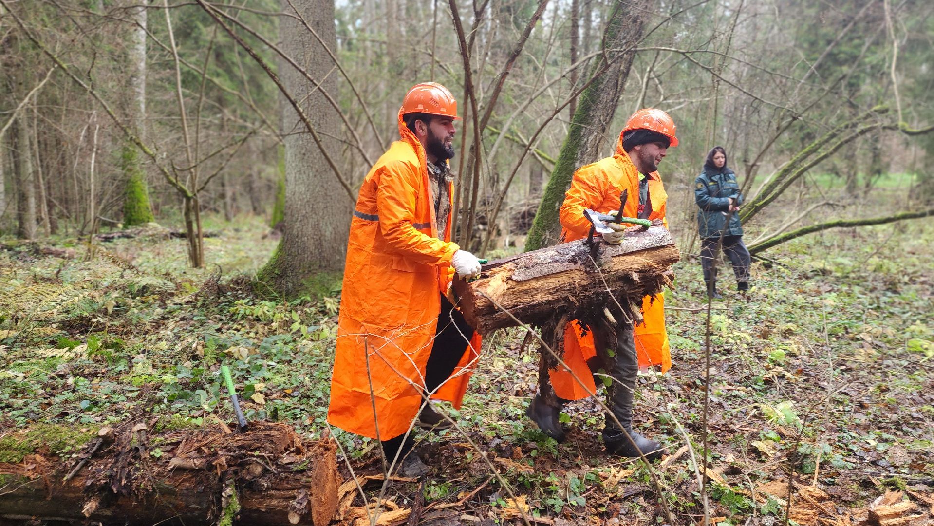 клин, солнечногорск, сенежское лесничество, санитарная вырубка леса,