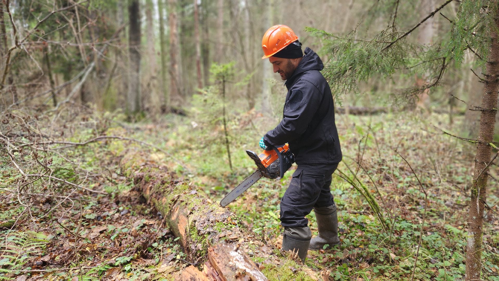 клин, солнечногорск, сенежское лесничество, санитарная вырубка леса,