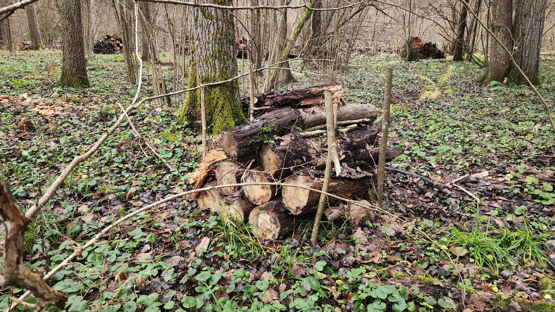 клин, солнечногорск, сенежское лесничество, санитарная вырубка леса,