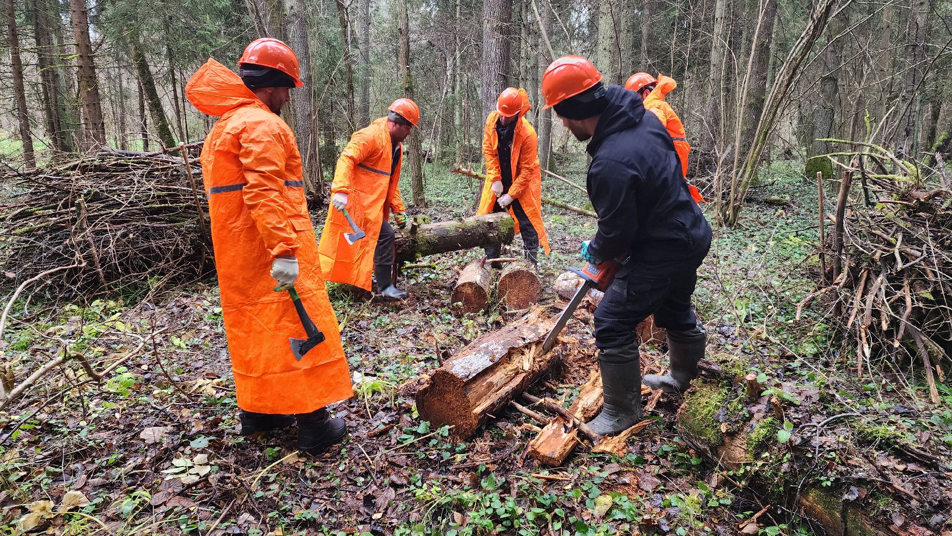 клин, солнечногорск, сенежское лесничество, санитарная вырубка леса,