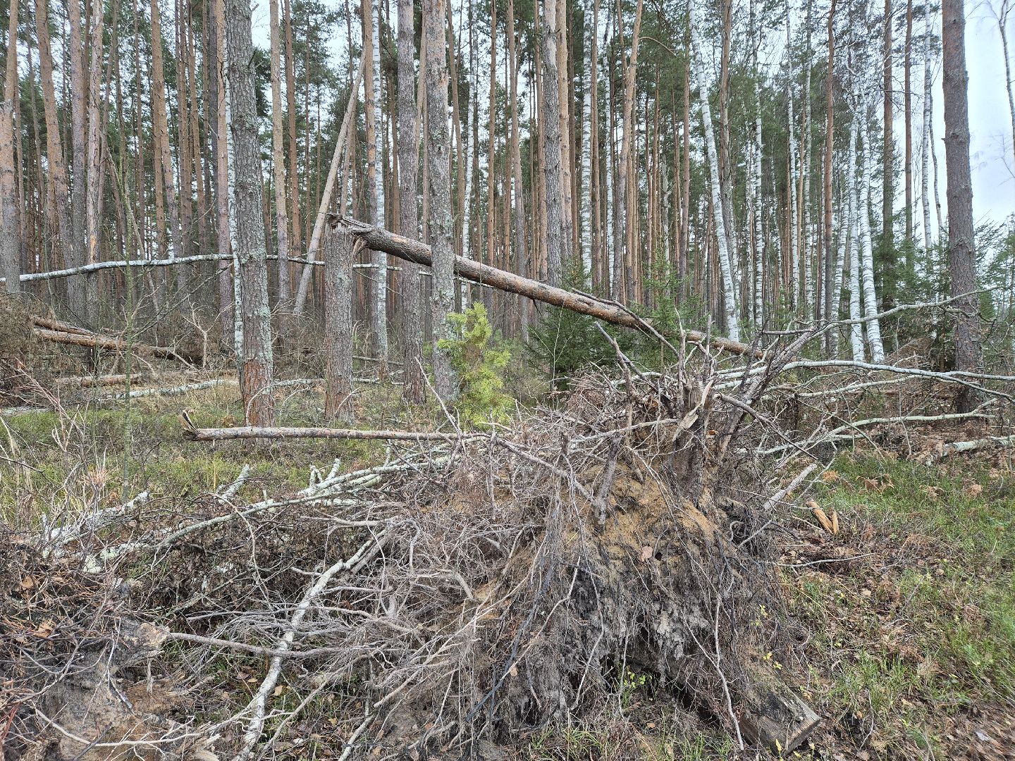 санитарная рубка леса, орехово-зуевский округ,
