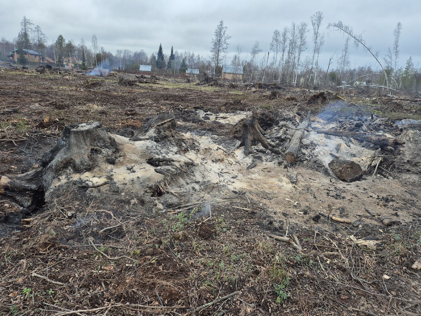 санитарная рубка леса, орехово-зуевский округ,