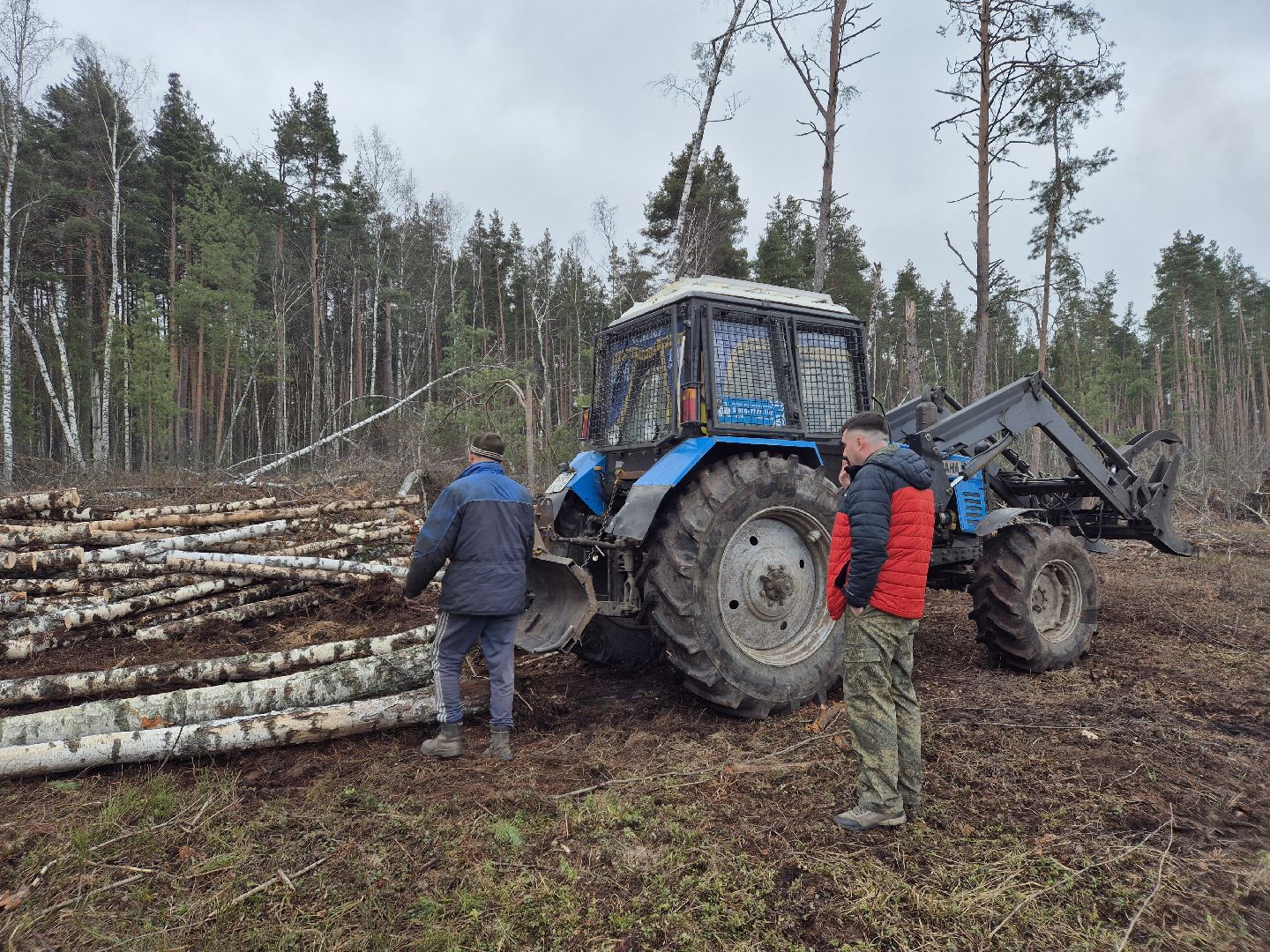 санитарная рубка леса, орехово-зуевский округ,