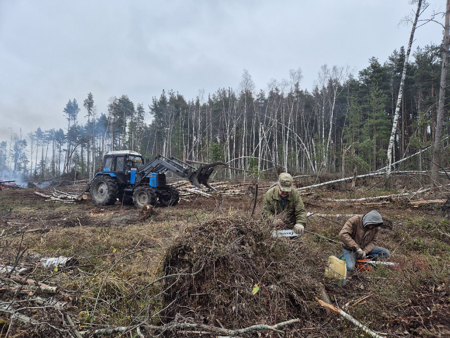 санитарная рубка леса, орехово-зуевский округ,