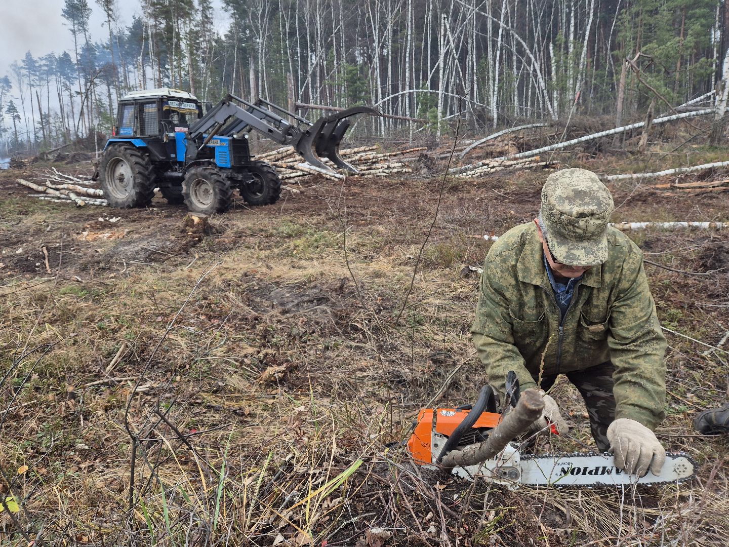 санитарная рубка леса, орехово-зуевский округ,