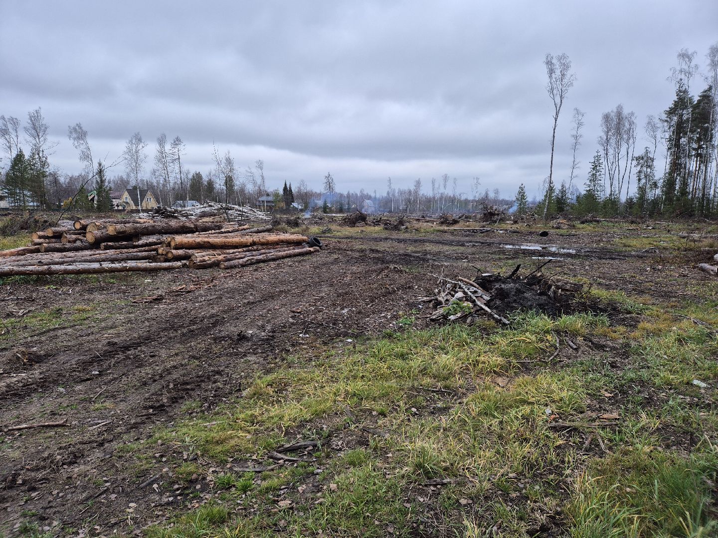санитарная рубка леса, орехово-зуевский округ,