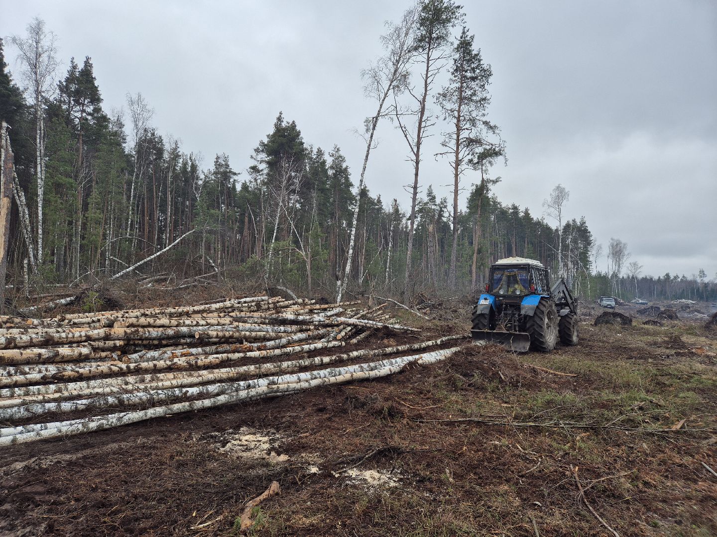 санитарная рубка леса, орехово-зуевский округ,