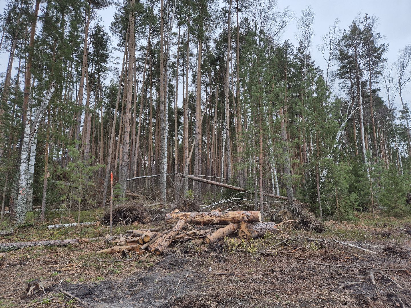 санитарная рубка леса, орехово-зуевский округ,