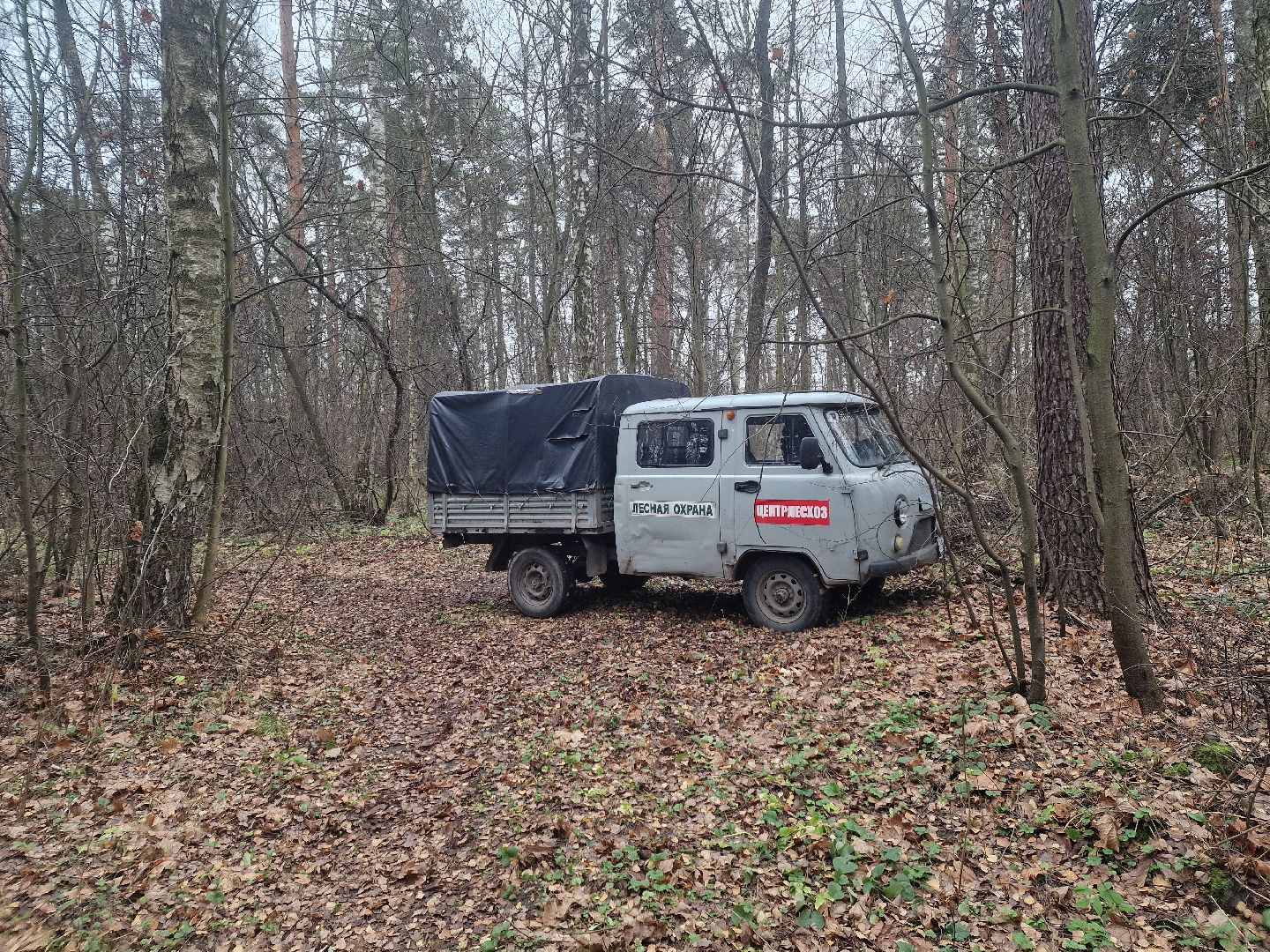 воскресенск, уборка леса,