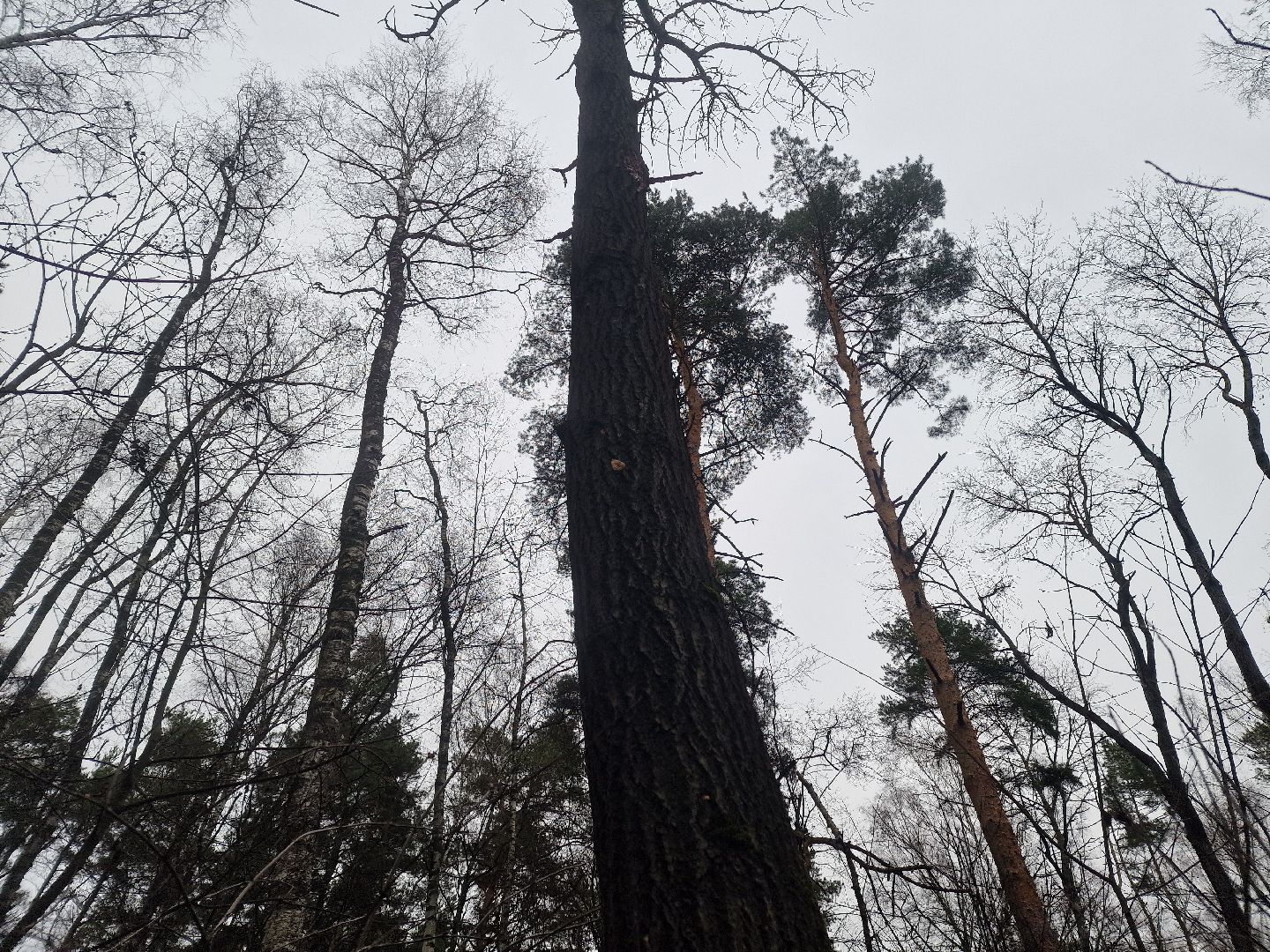 воскресенск, уборка леса,