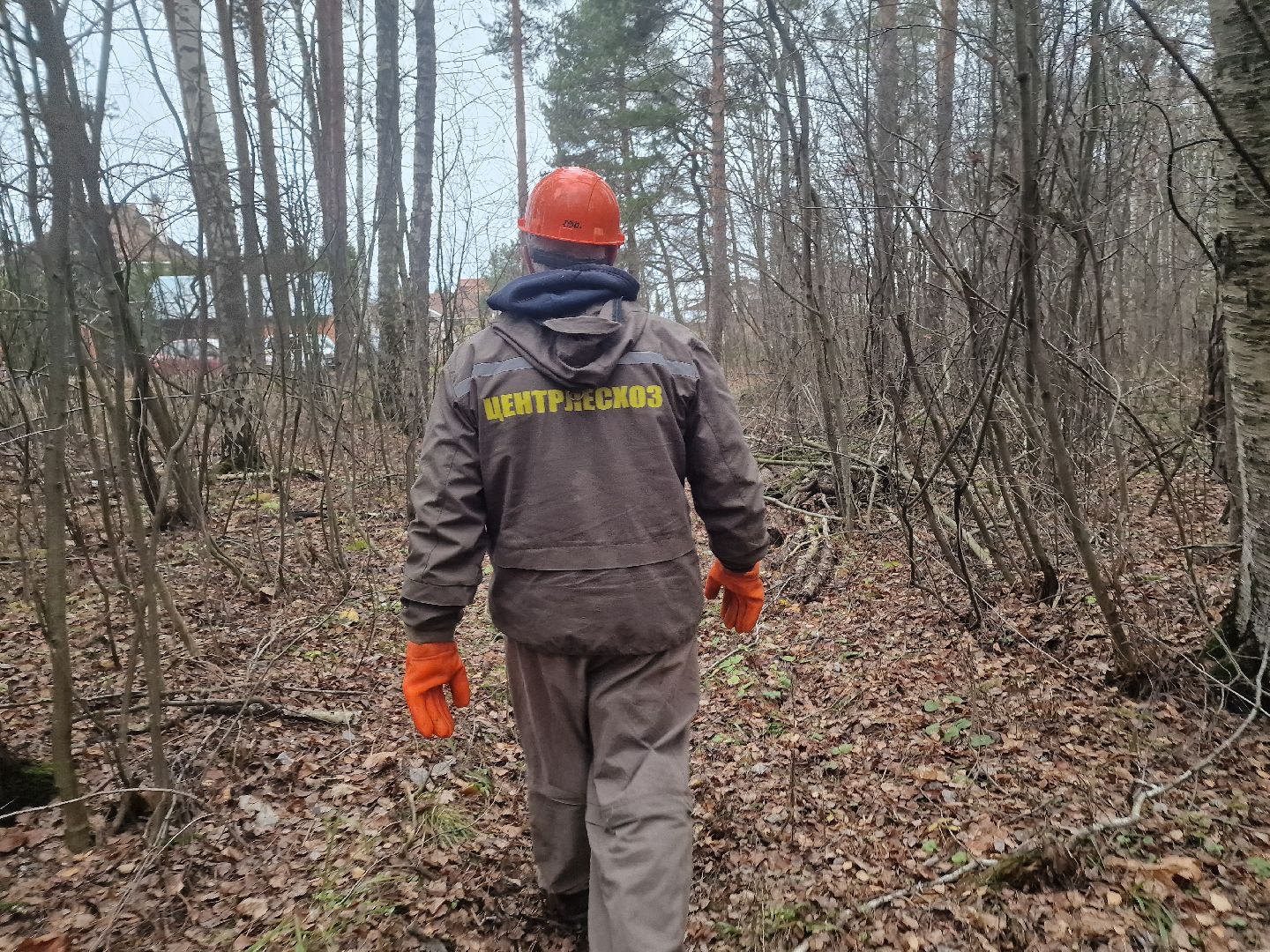 воскресенск, уборка леса,