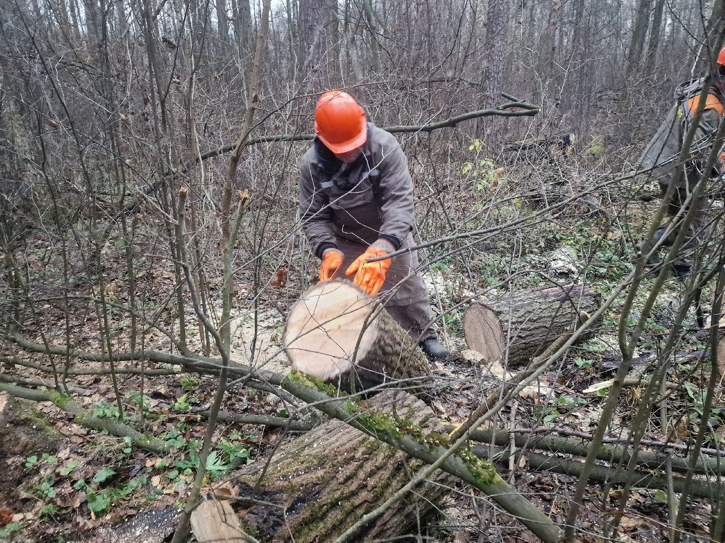 воскресенск, уборка леса,
