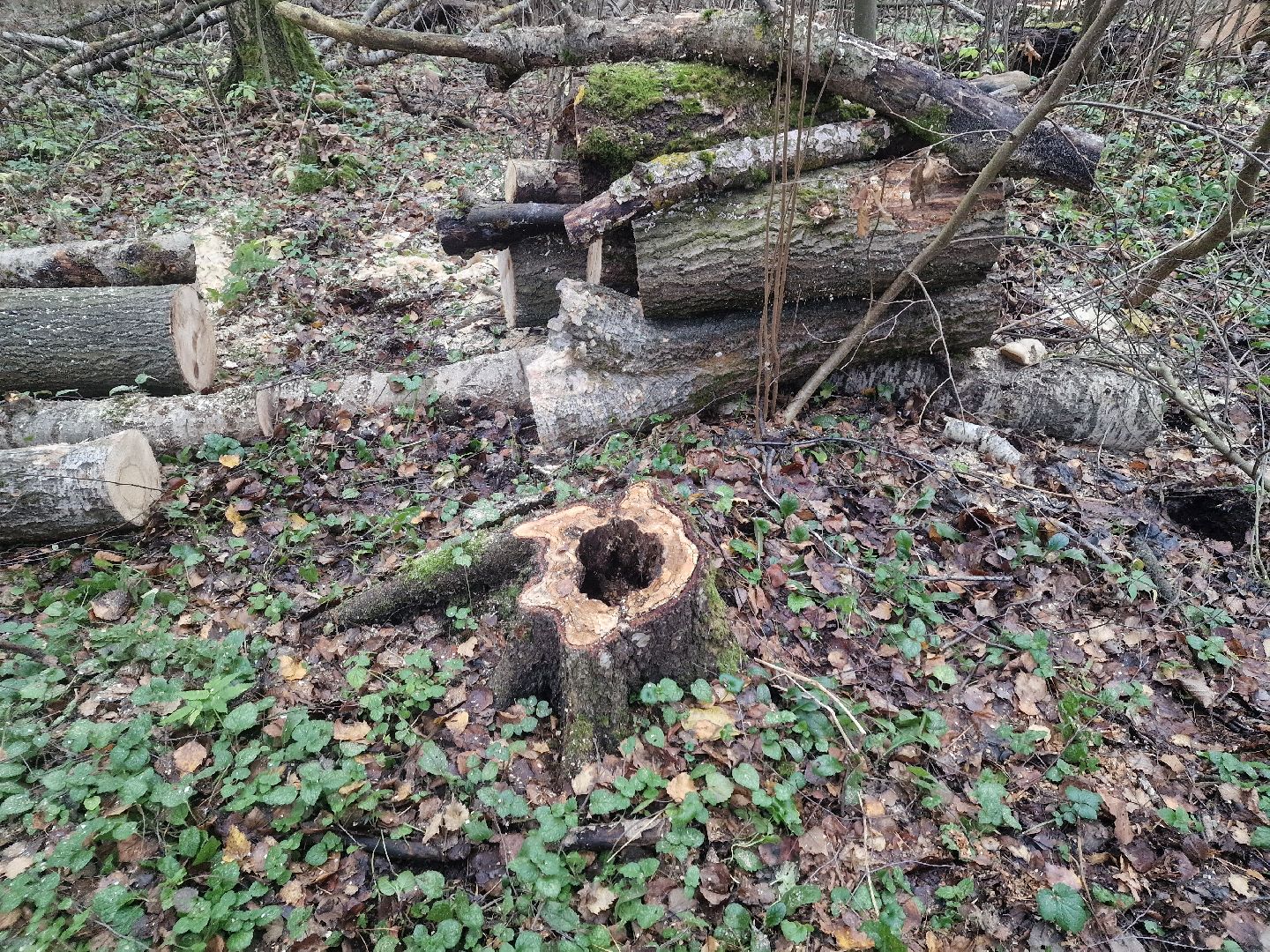 воскресенск, уборка леса,