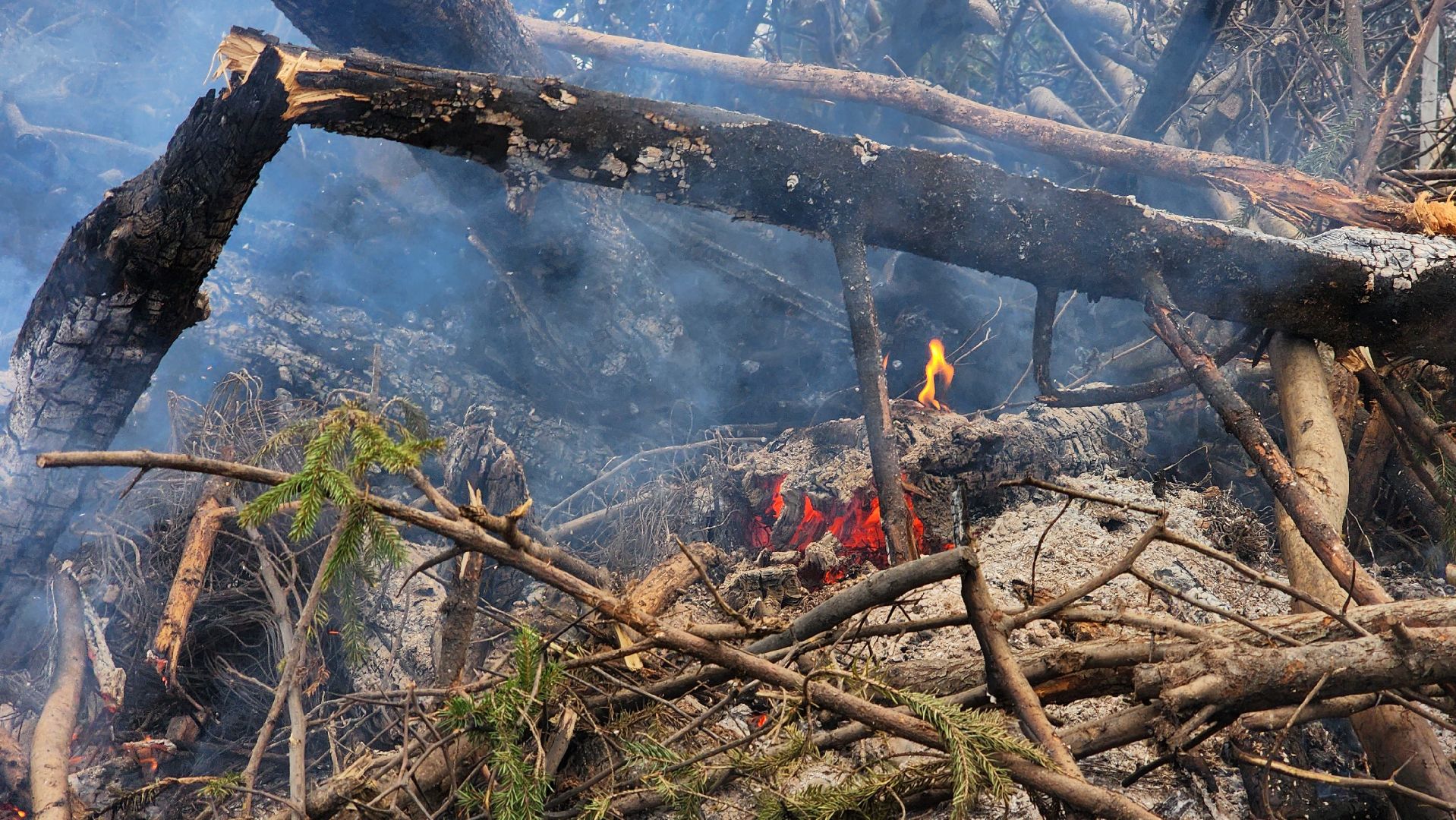 Руза , Лесничие, Экология , Санитарная вырубка леса,
