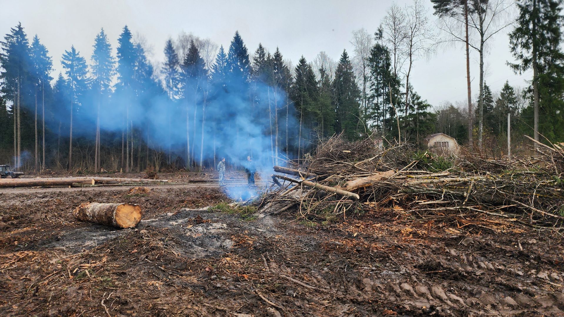 Руза , Лесничие, Экология , Санитарная вырубка леса,