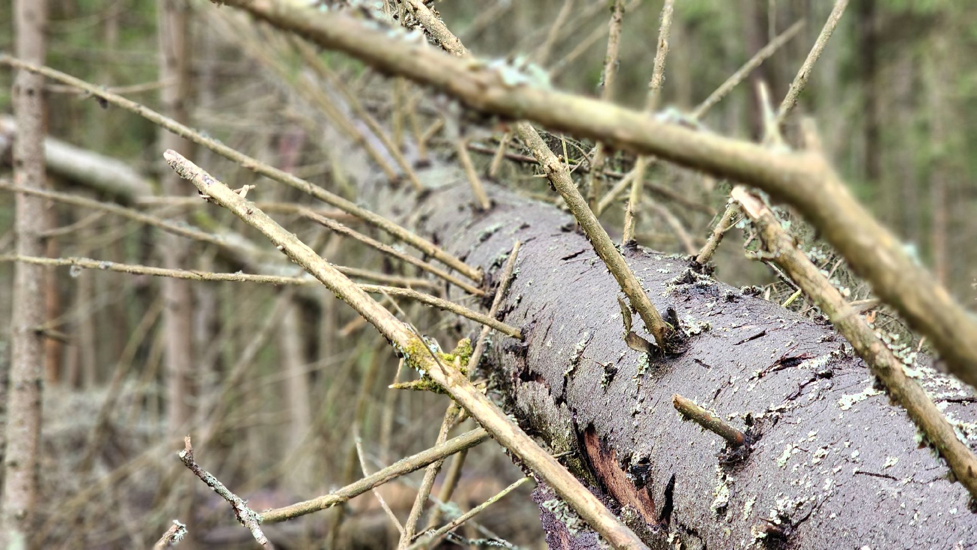 Руза , Лесничие, Экология , Санитарная вырубка леса,