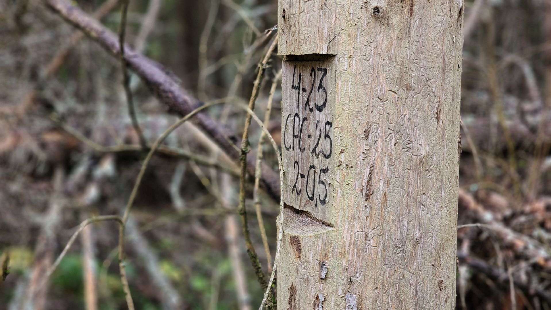 Руза , Лесничие, Экология , Санитарная вырубка леса,