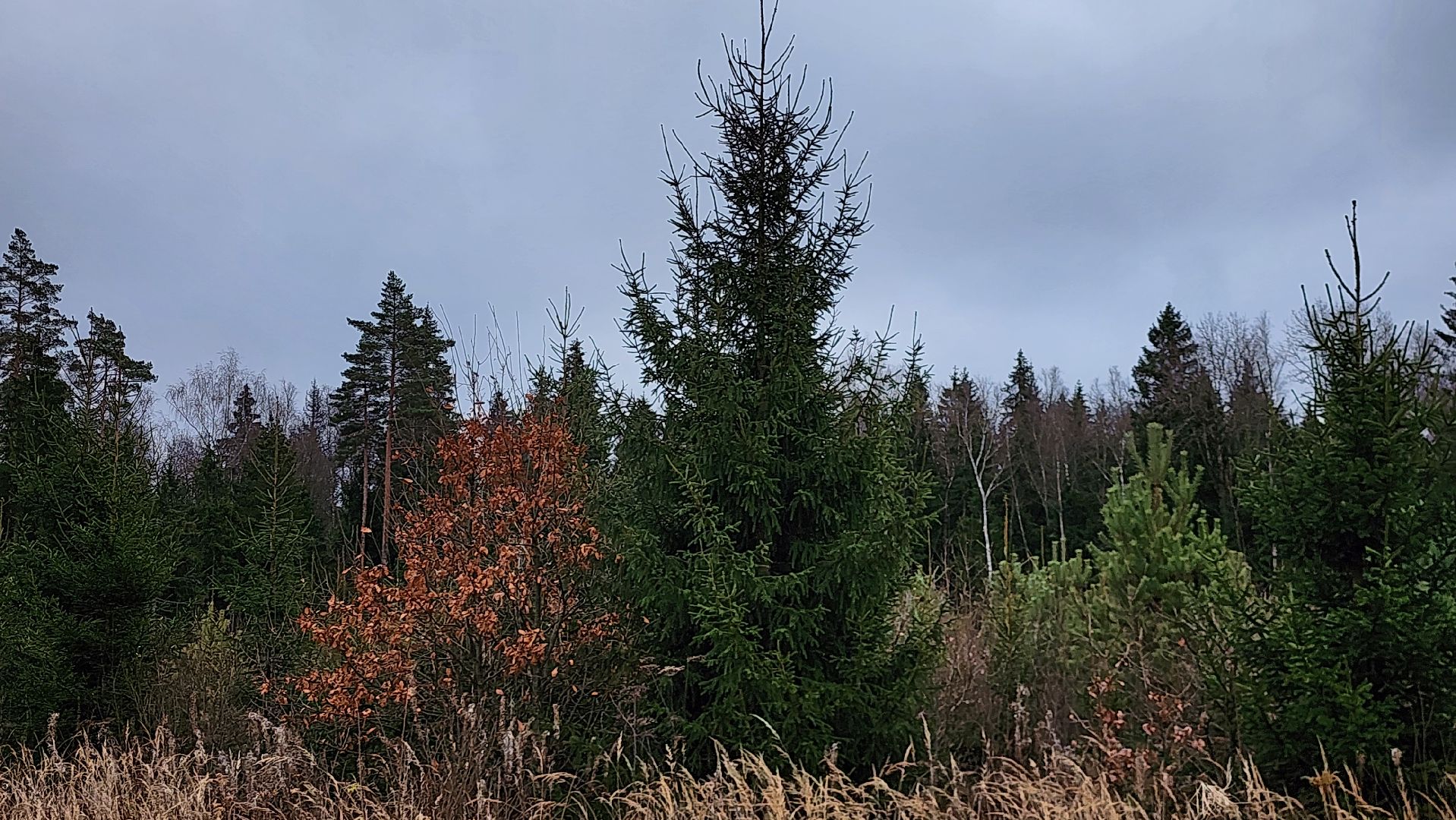 Руза , Лесничие, Экология , Санитарная вырубка леса,