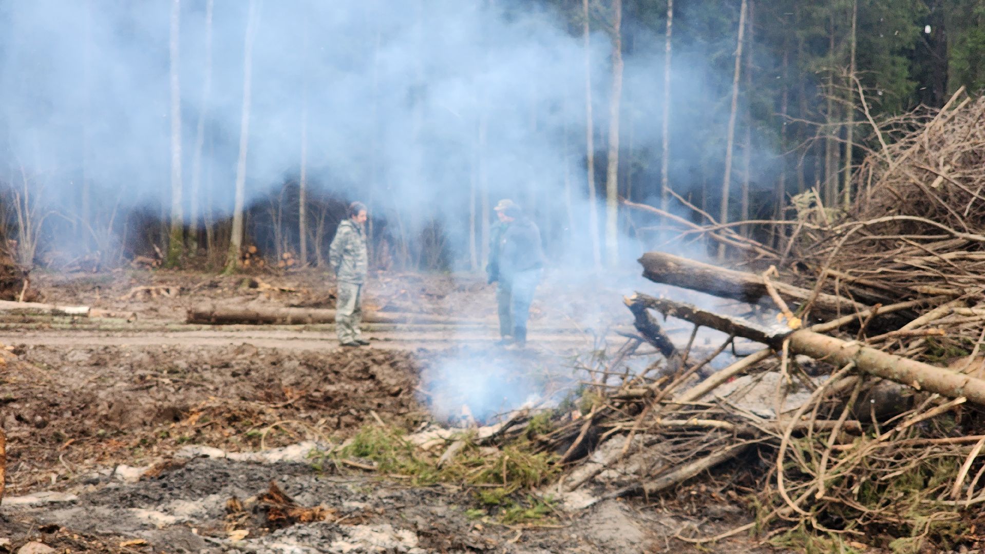 Руза , Лесничие, Экология , Санитарная вырубка леса,