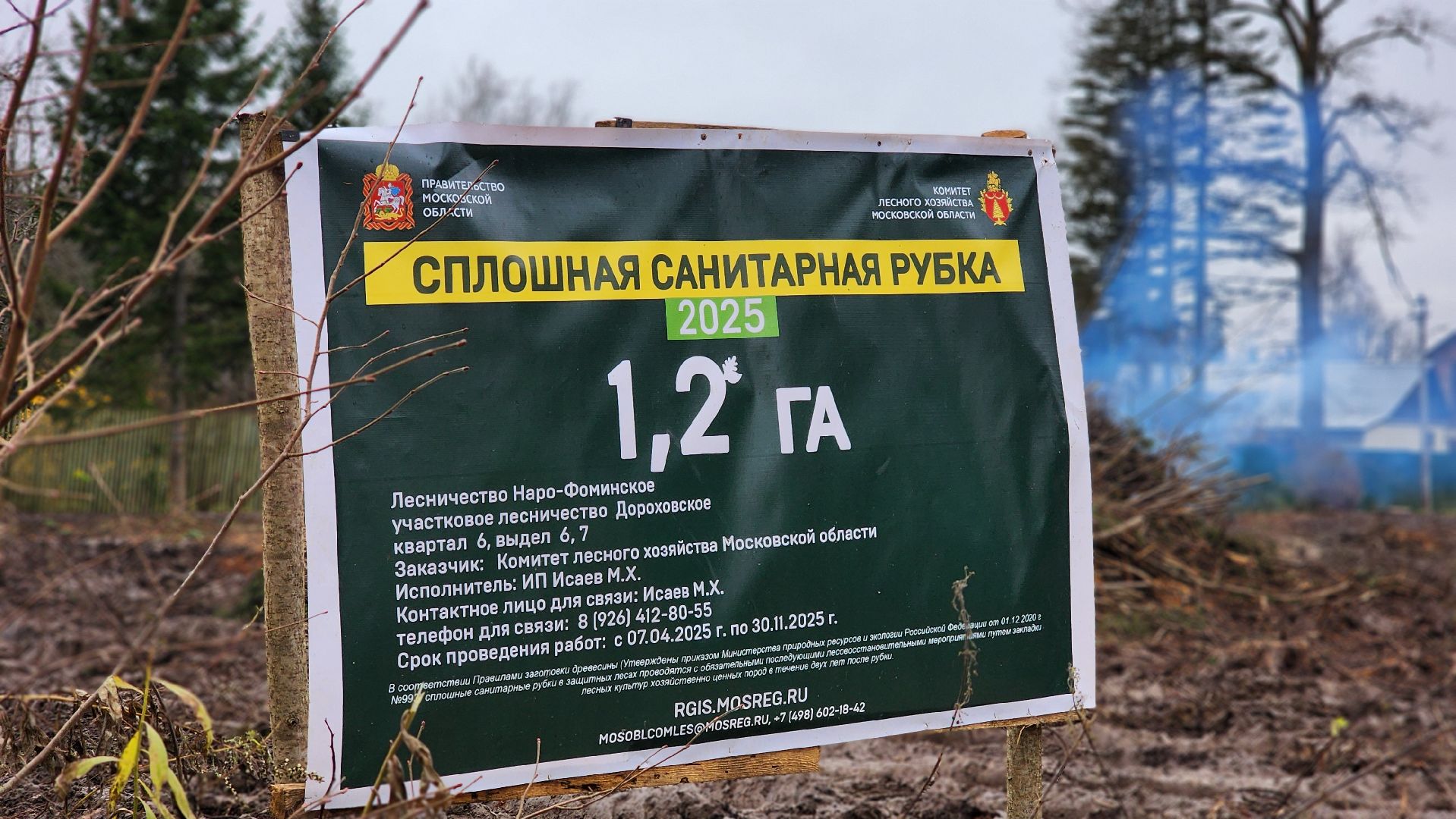 Руза , Лесничие, Экология , Санитарная вырубка леса,