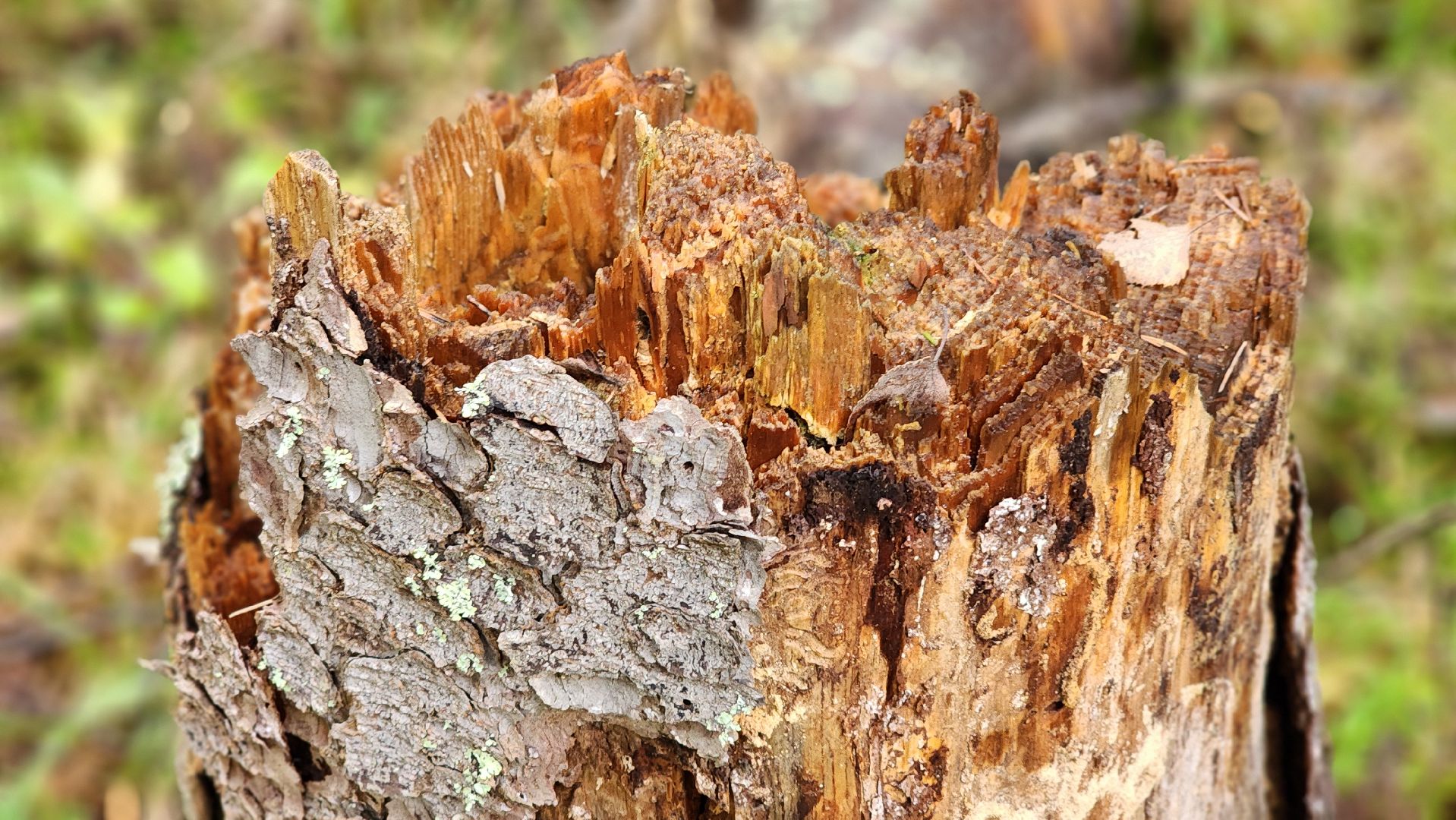 Руза , Лесничие, Экология , Санитарная вырубка леса,