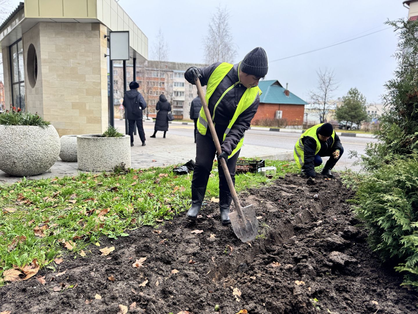 шаховская, посадка растений, тюльпаны,
