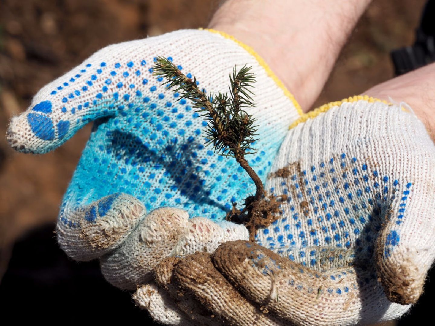 Сергиев Посад, Сергиево-Посадский городской округ, Экология, Лес Победы, Акция, Волонтеры, Озеленение