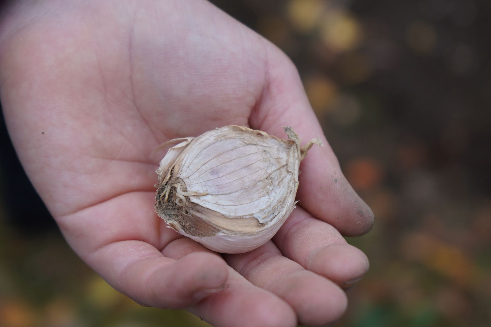 ступино, МОВИР, коррекционная школа-интернат, чеснок, огород,