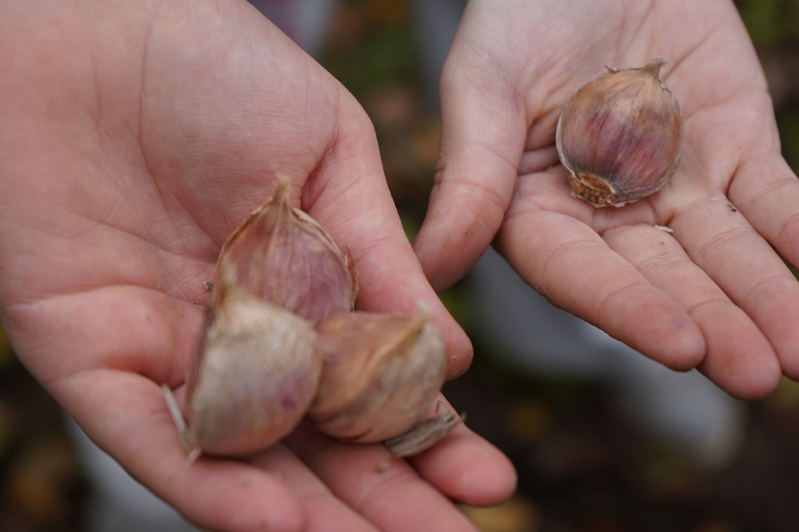 ступино, МОВИР, коррекционная школа-интернат, чеснок, огород,