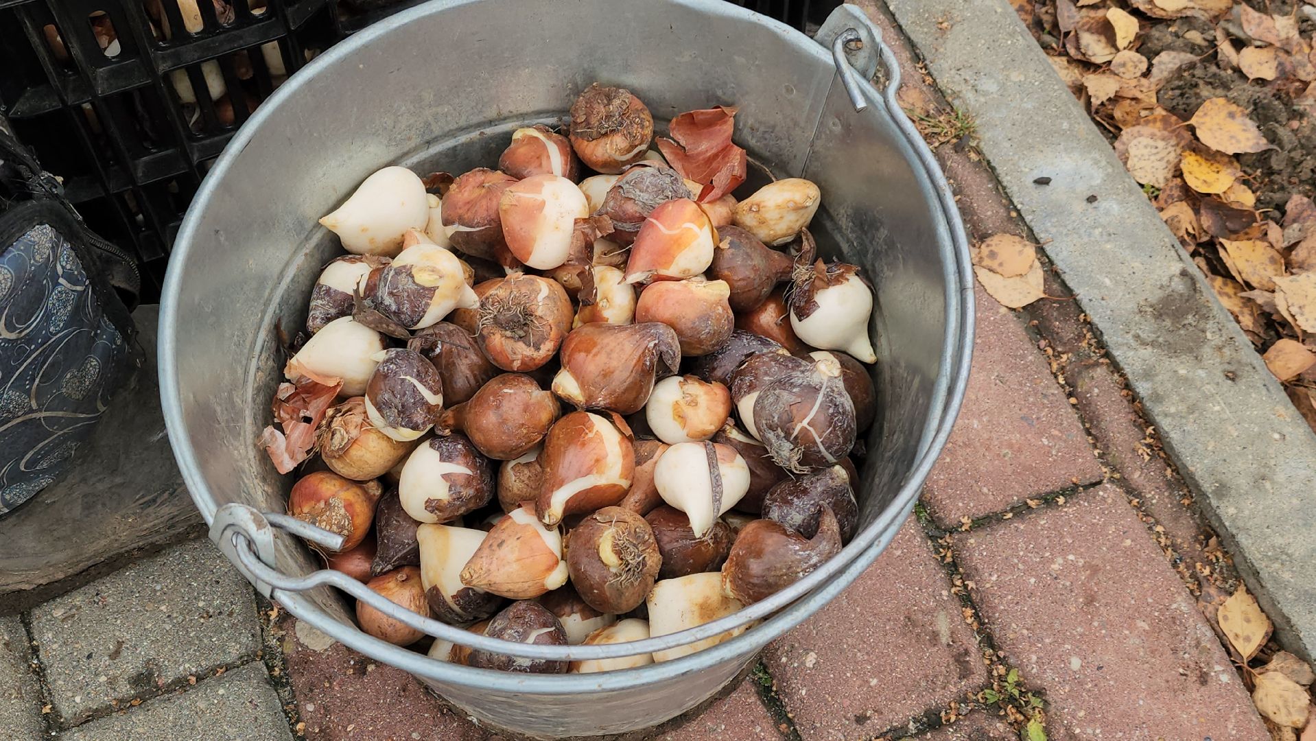 серпухов, тюльпаны в серпухове, городские клумбы в серпухове, комбинат благоустройства, сенная площадь в серпухове,