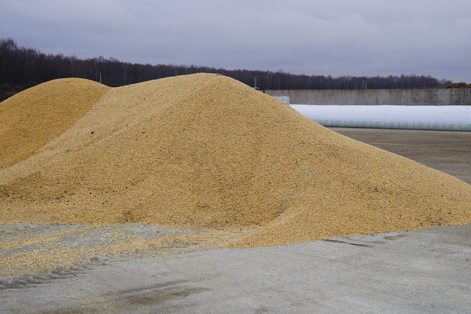 ступино, Ступинская Нива, ЭкоНива, кукуруза, сушка кукурузы,