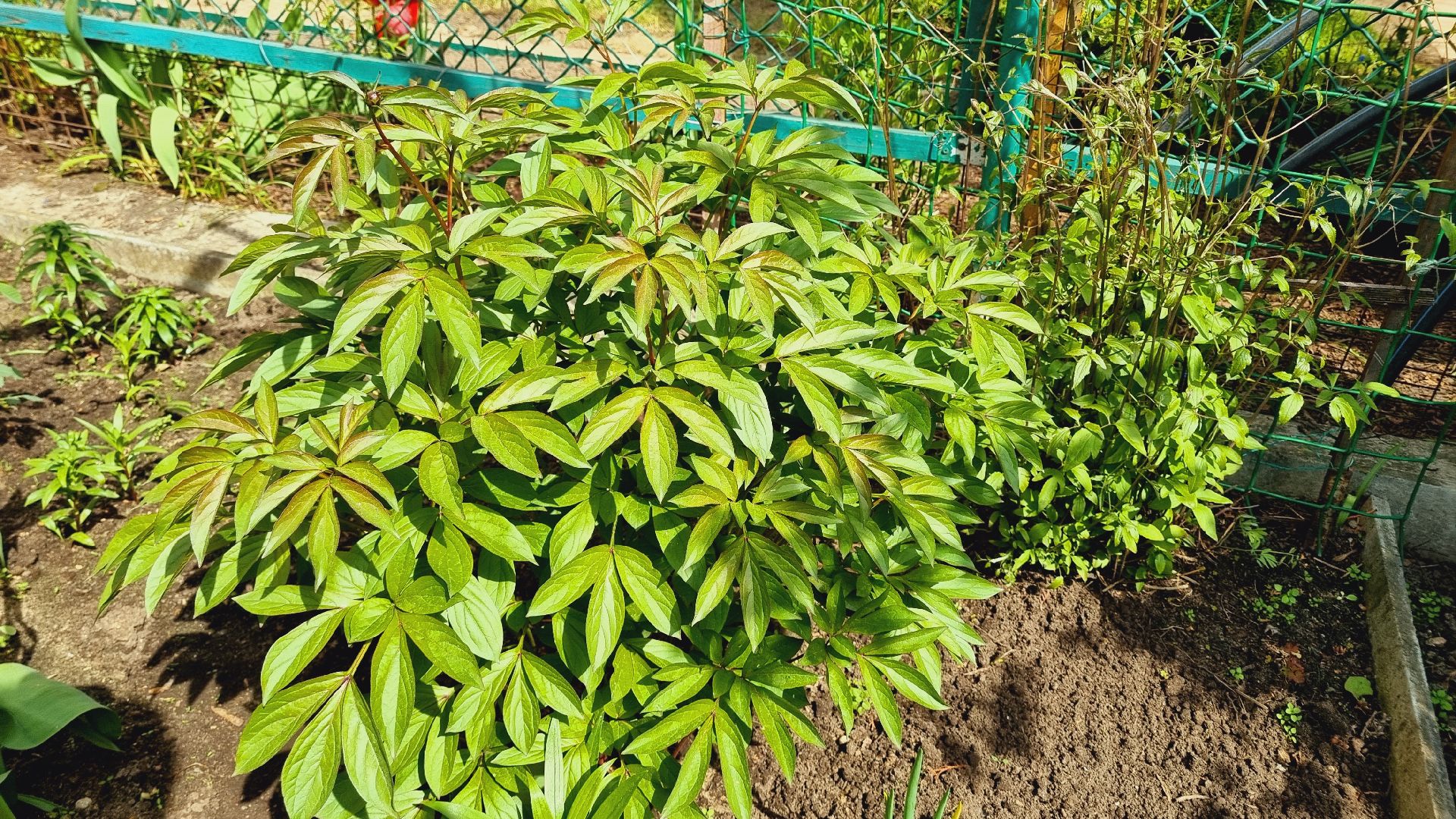 Подмосковье, Ивантеевка, благоустройство