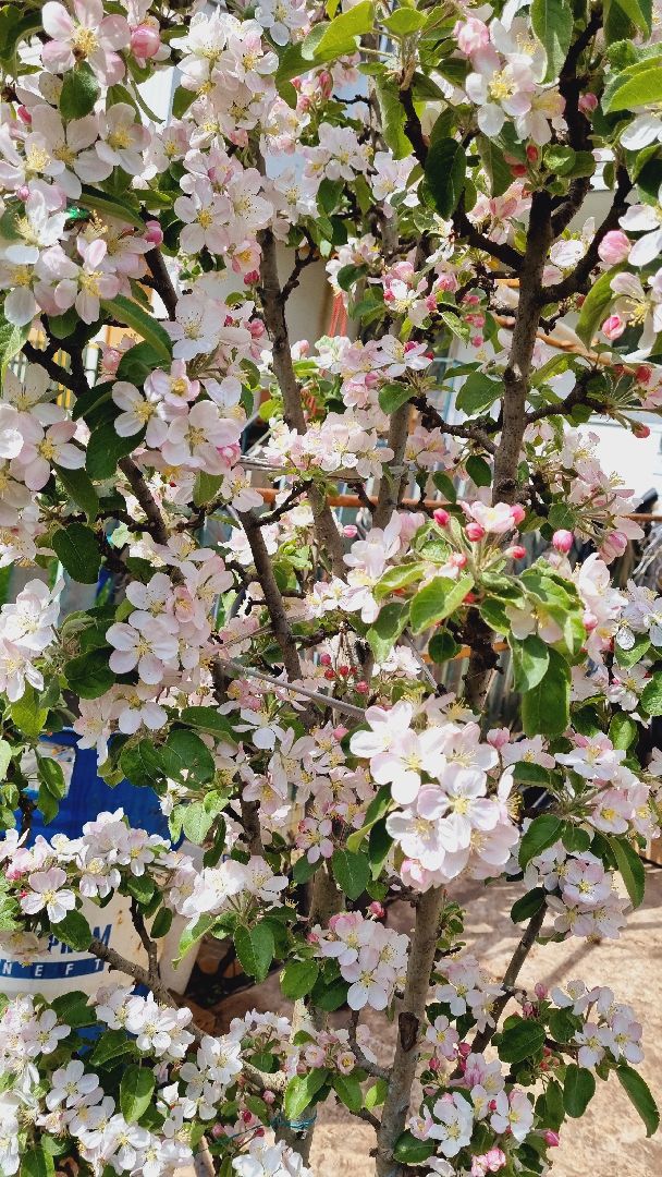 Подмосковье, Ивантеевка, благоустройство