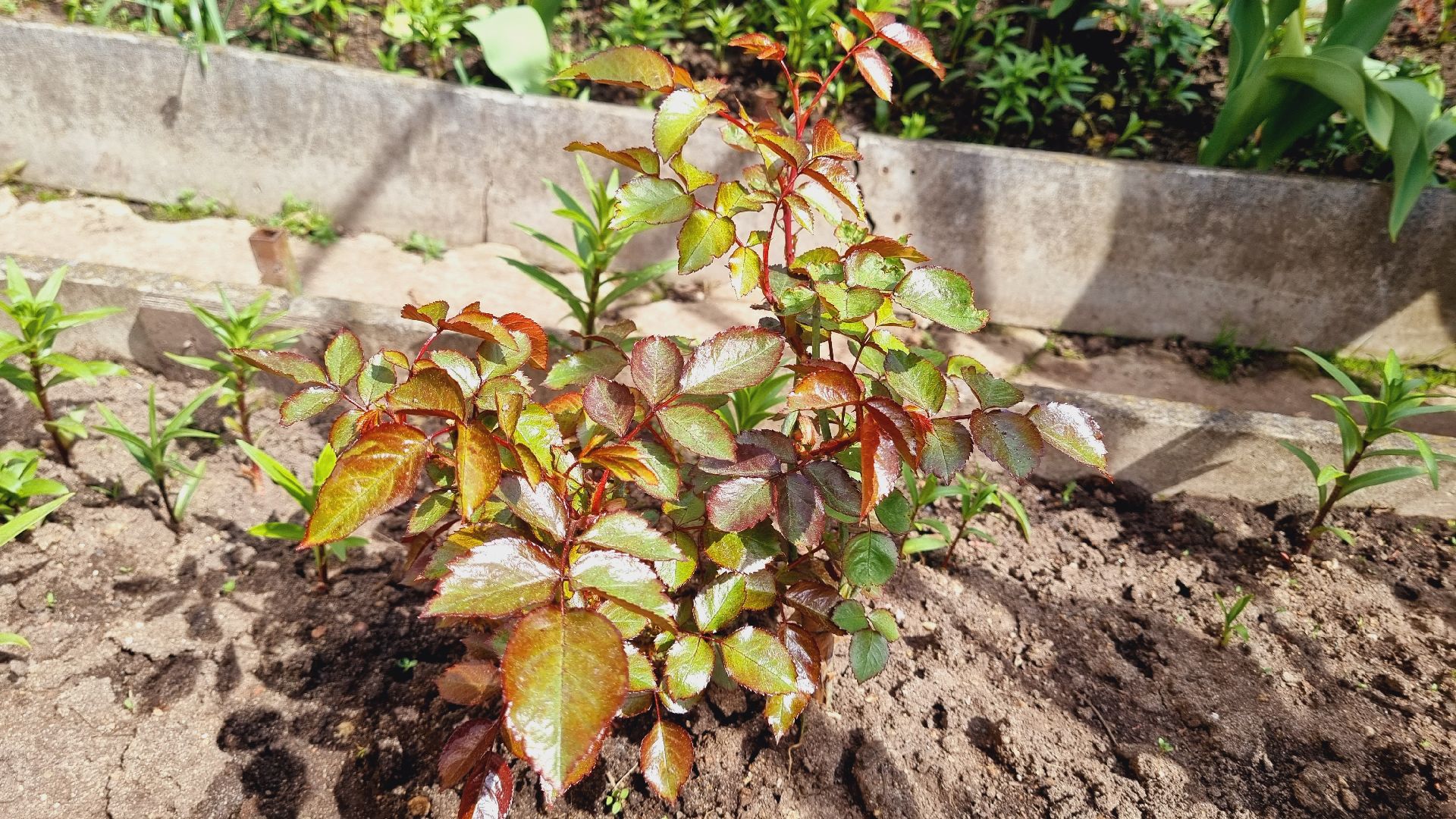 Подмосковье, Ивантеевка, благоустройство