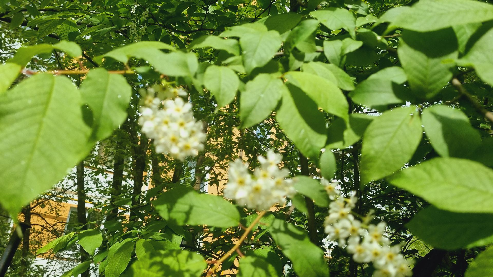 Подмосковье, Ивантеевка, благоустройство