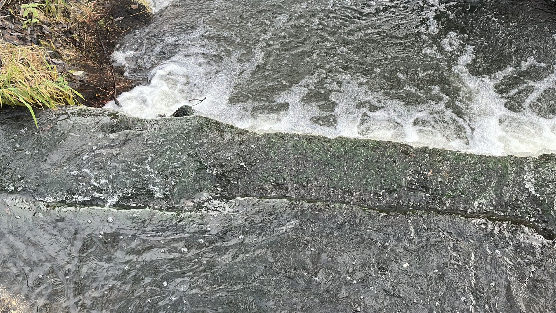 пушкинский городской округ, софрино, Софринское водохранилище, 100 прудов и озер, расчистка пруда, экология,