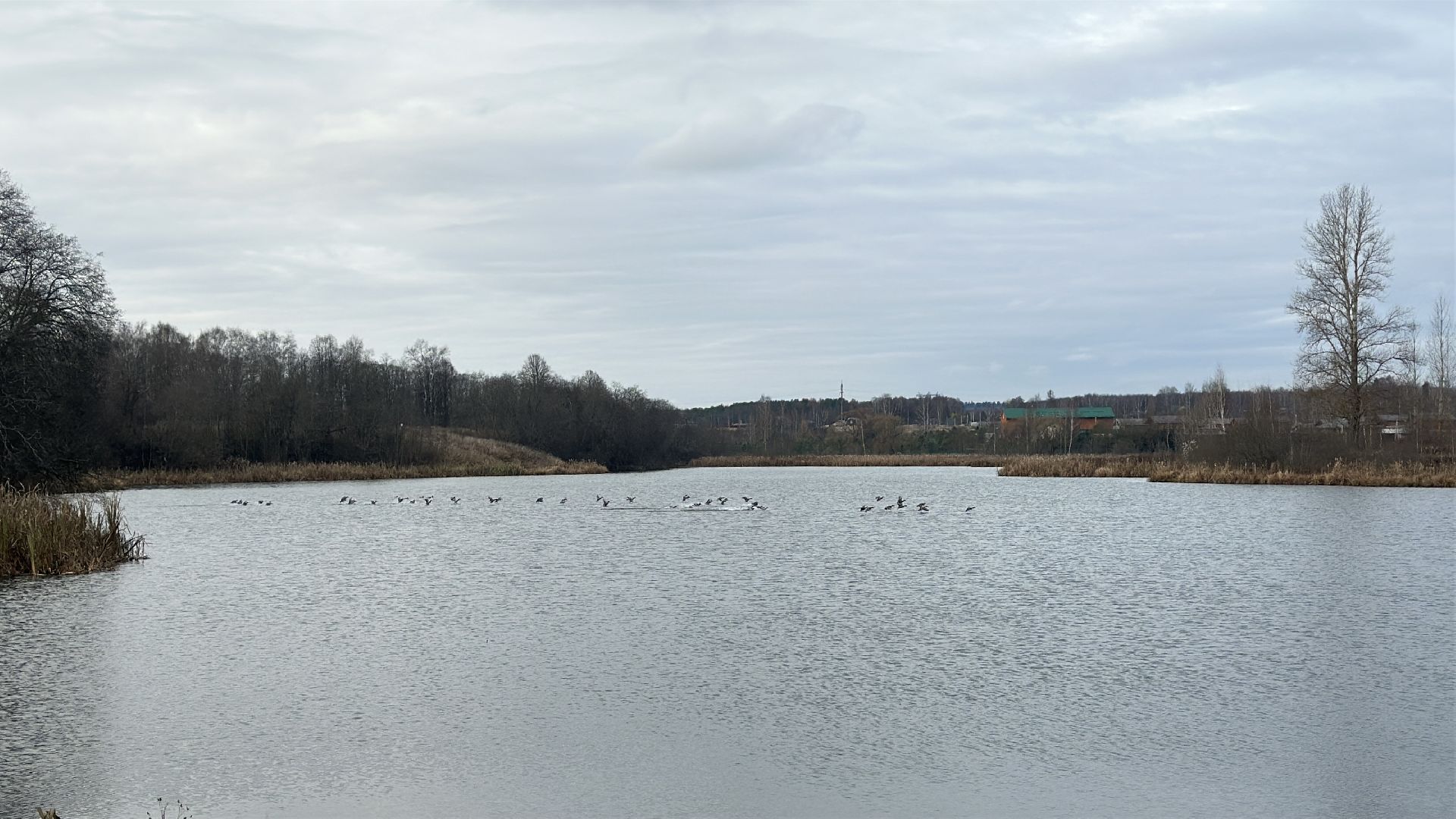 пушкинский городской округ, софрино, Софринское водохранилище, 100 прудов и озер, расчистка пруда, экология,