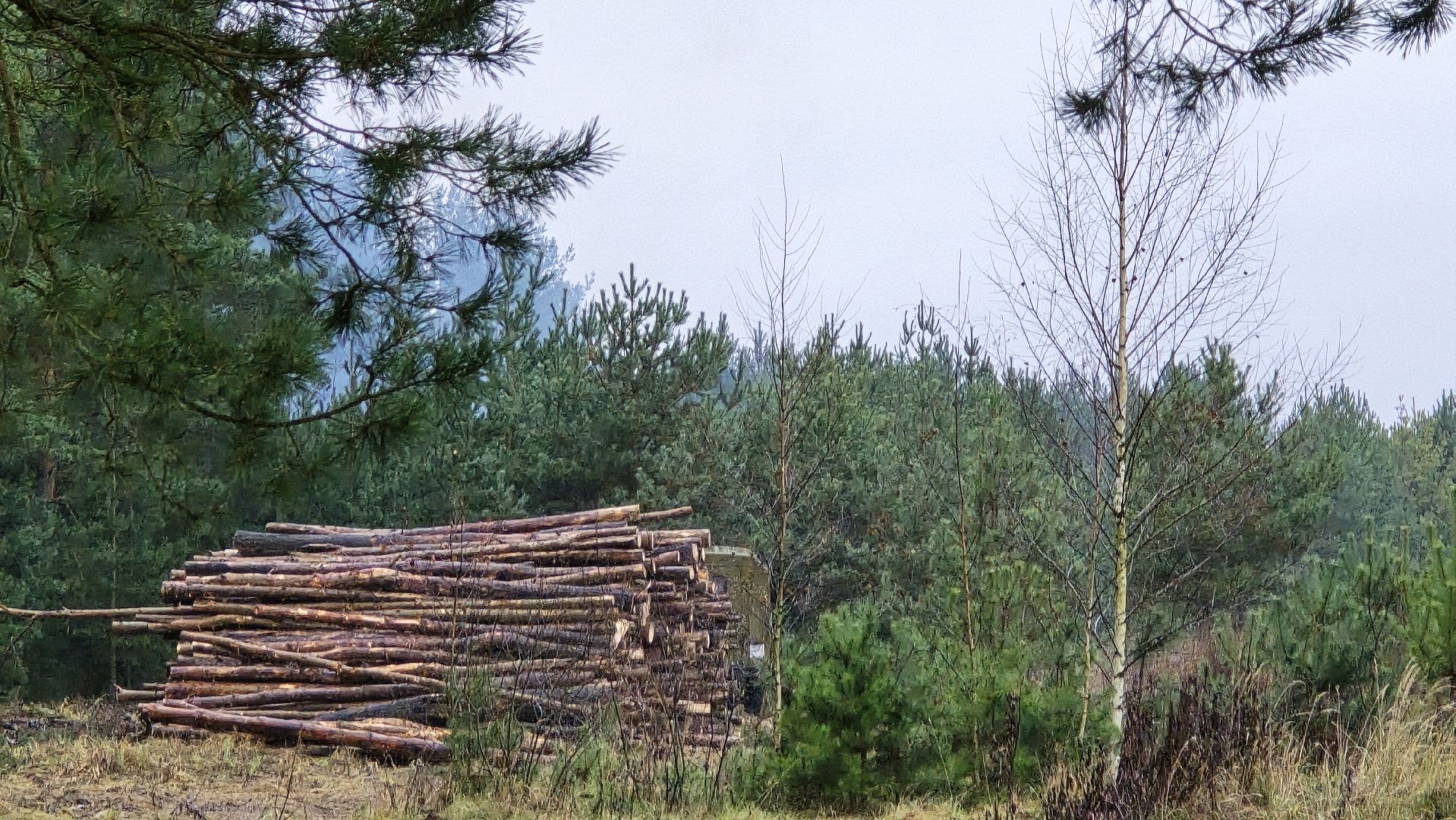 Коломна, санитарная рубка леса,