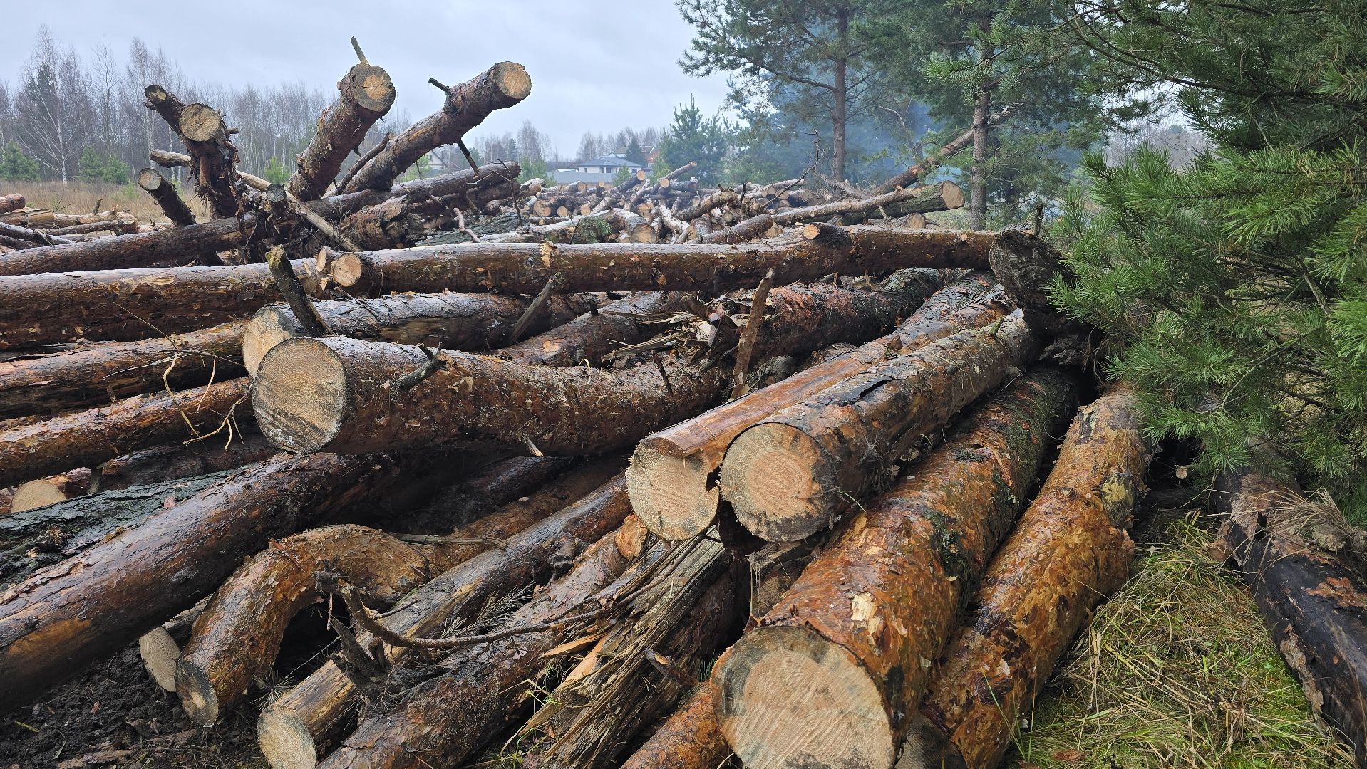 Коломна, санитарная рубка леса,