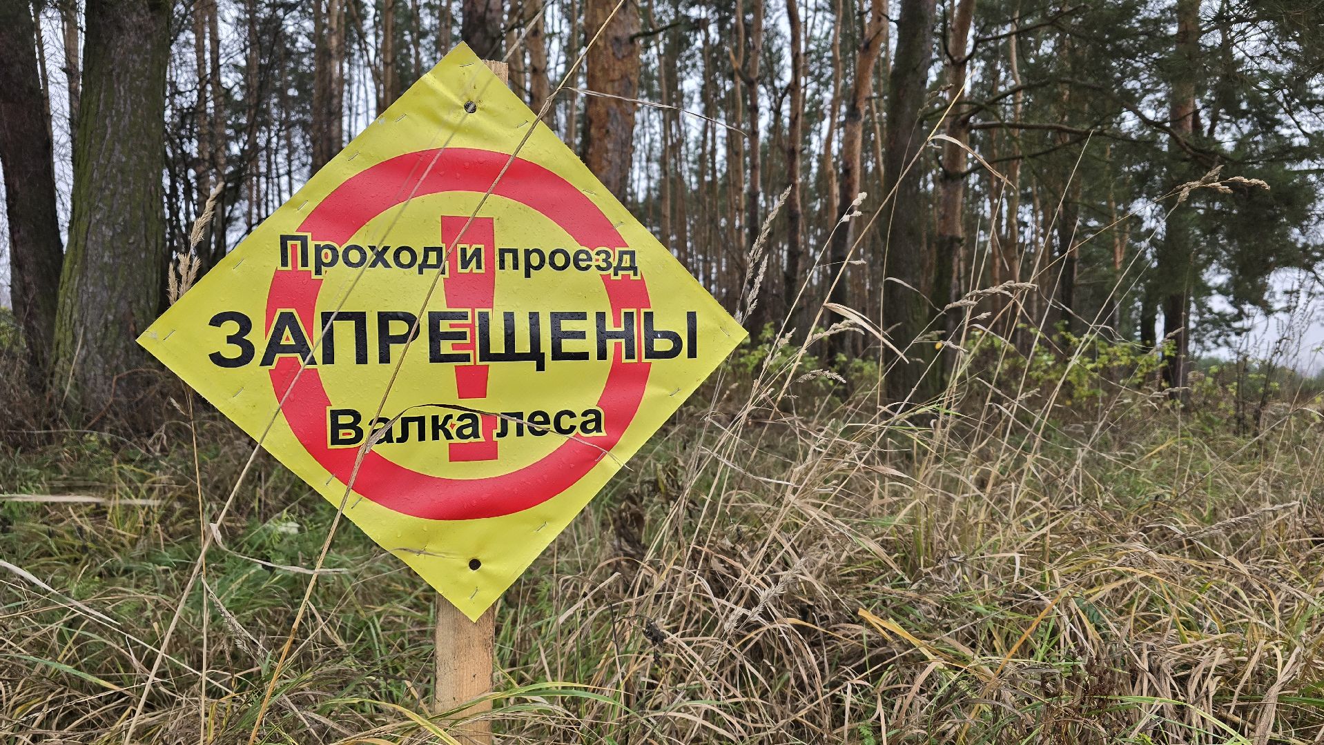 Коломна, санитарная рубка леса,