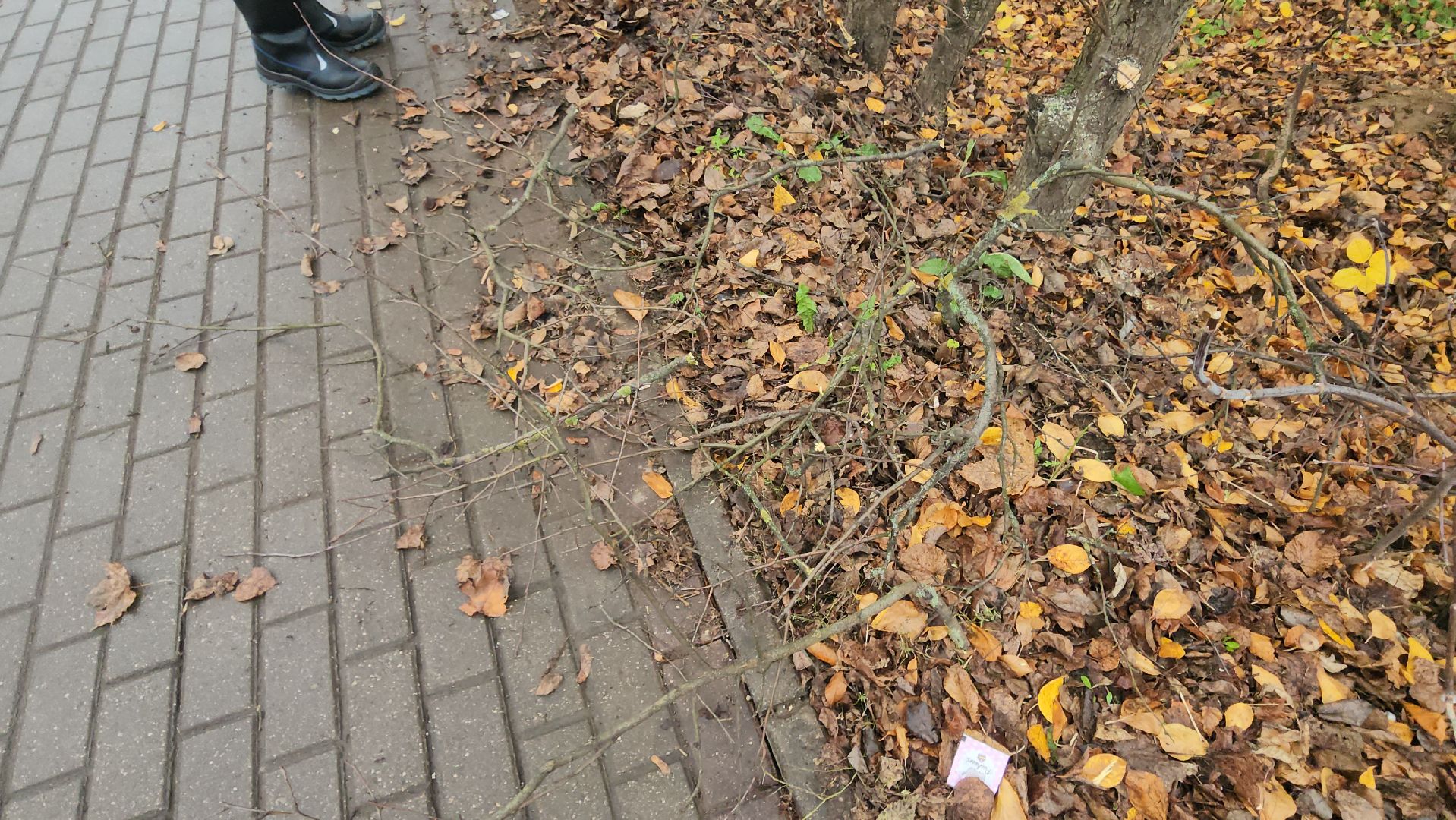 Истра, Спил веток , Благоустройство ,