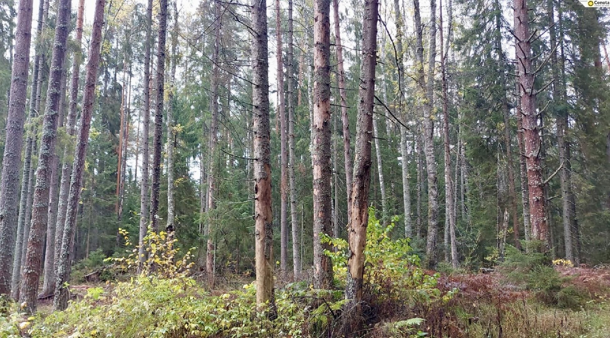 шаховская, санитарная вырубка леса, лесничество,