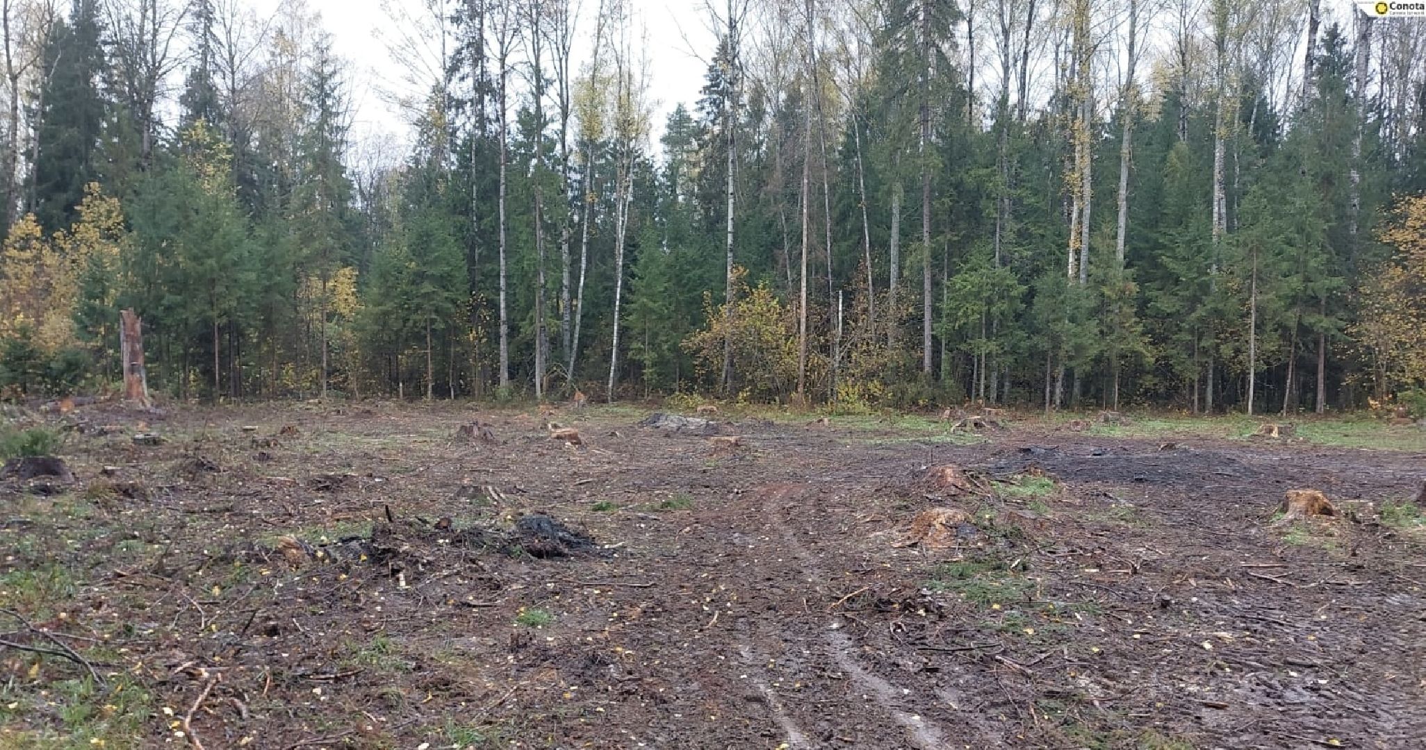 шаховская, санитарная вырубка леса, лесничество,