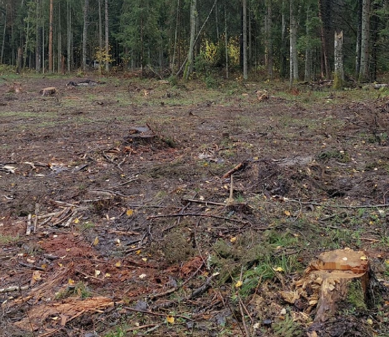 шаховская, санитарная вырубка леса, лесничество,