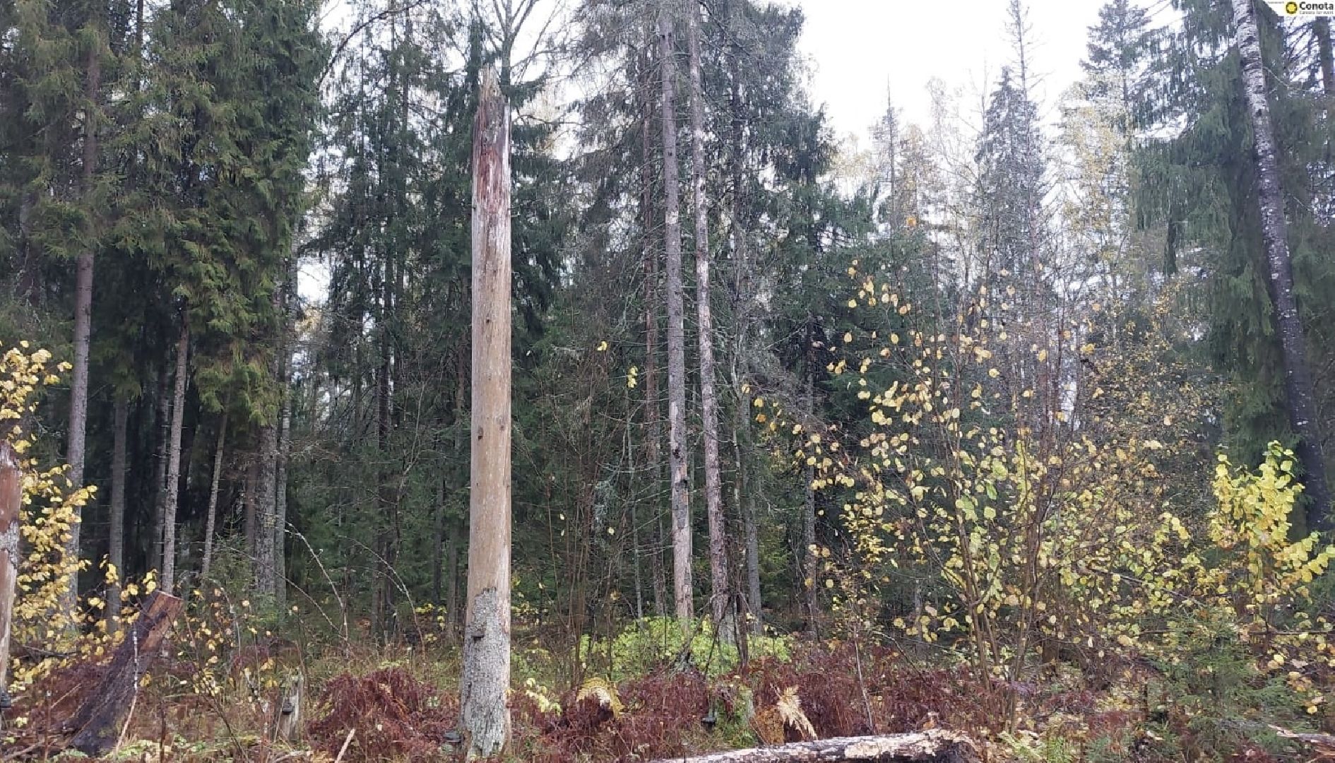 шаховская, санитарная вырубка леса, лесничество,