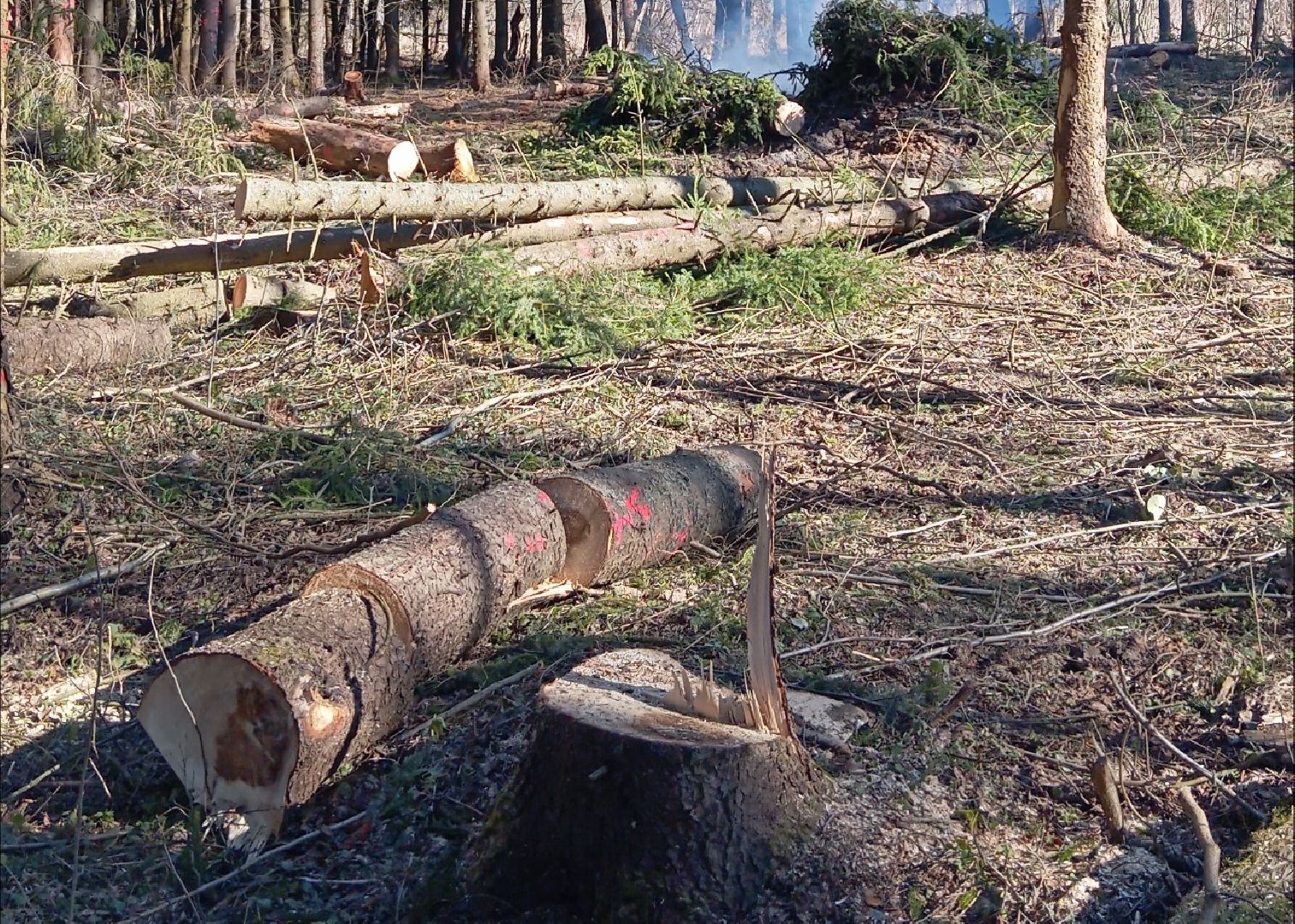 шаховская, санитарная вырубка леса, лесничество,